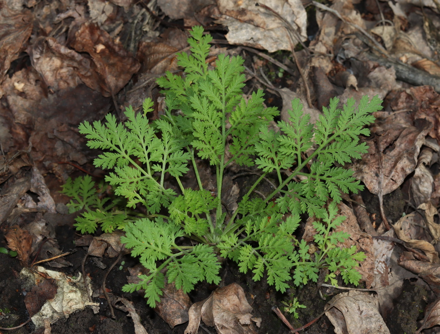 Изображение особи Artemisia annua.