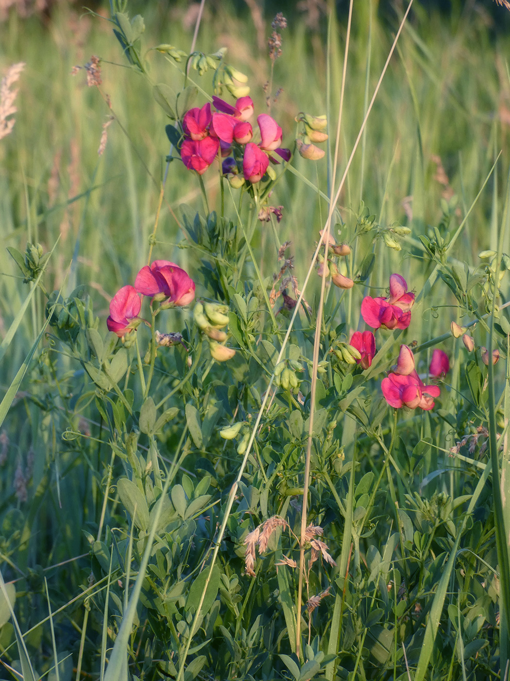 Изображение особи Lathyrus tuberosus.