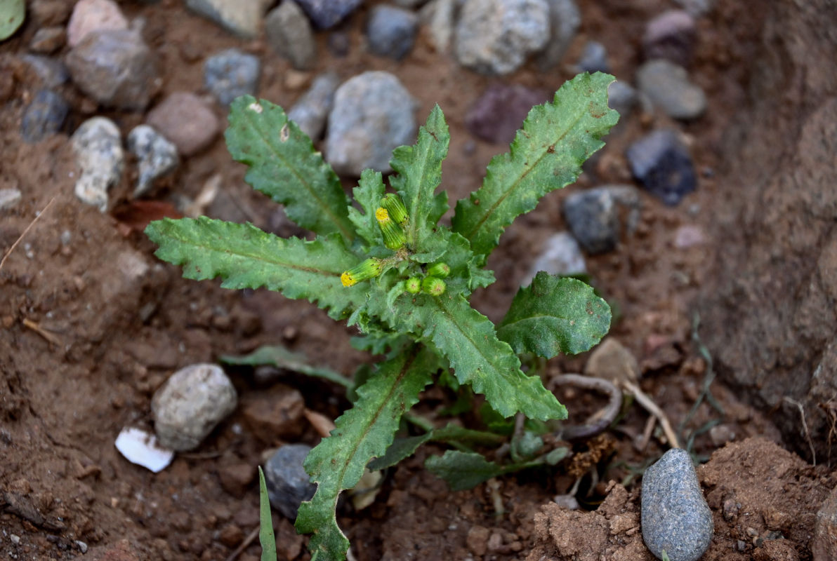 Image of Senecio vulgaris specimen.