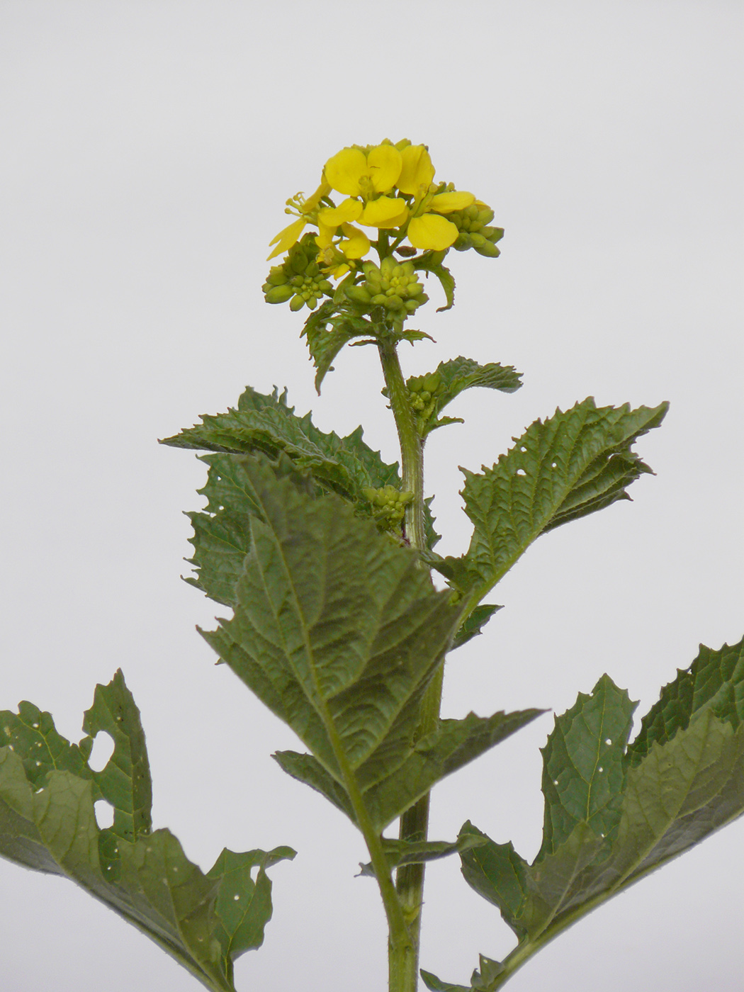 Image of familia Brassicaceae specimen.