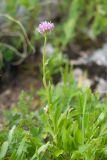 Erigeron venustus