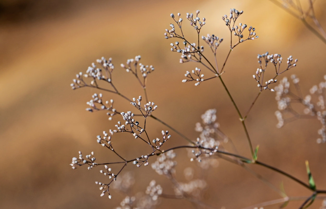 Image of Gypsophila paniculata specimen.