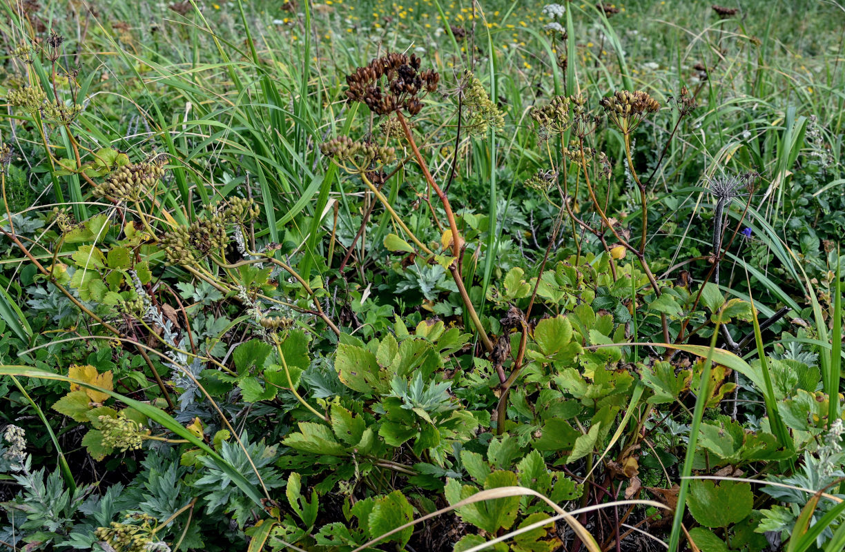 Изображение особи Ligusticum scoticum.