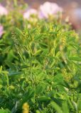 Смотреть изображение Melilotus sulcatus