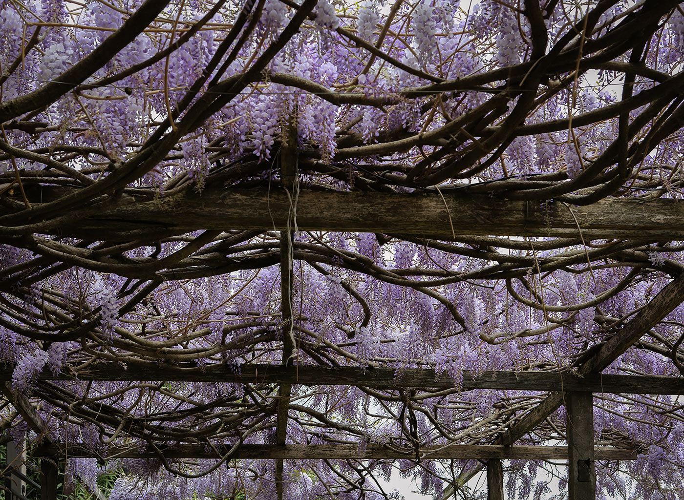 Изображение особи Wisteria sinensis.