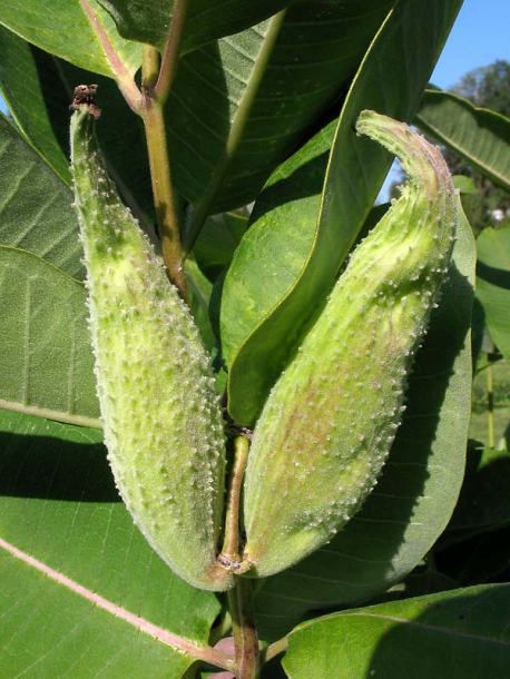 Image of Asclepias syriaca specimen.