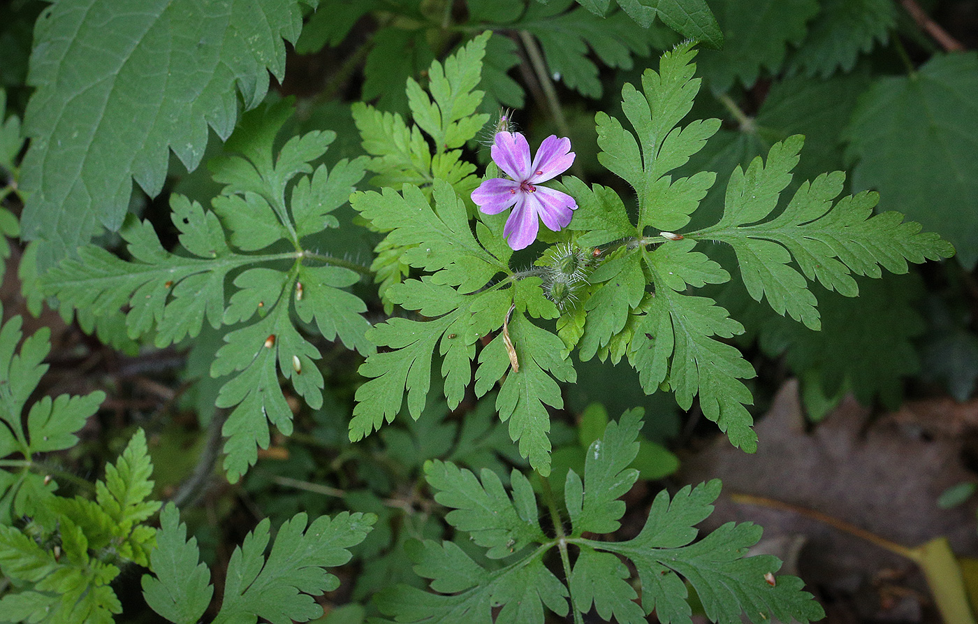 Image of Geranium robertianum specimen.