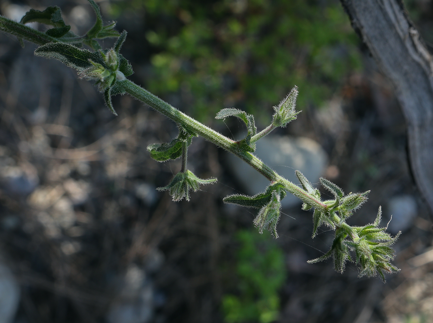 Изображение особи Campanula longistyla.