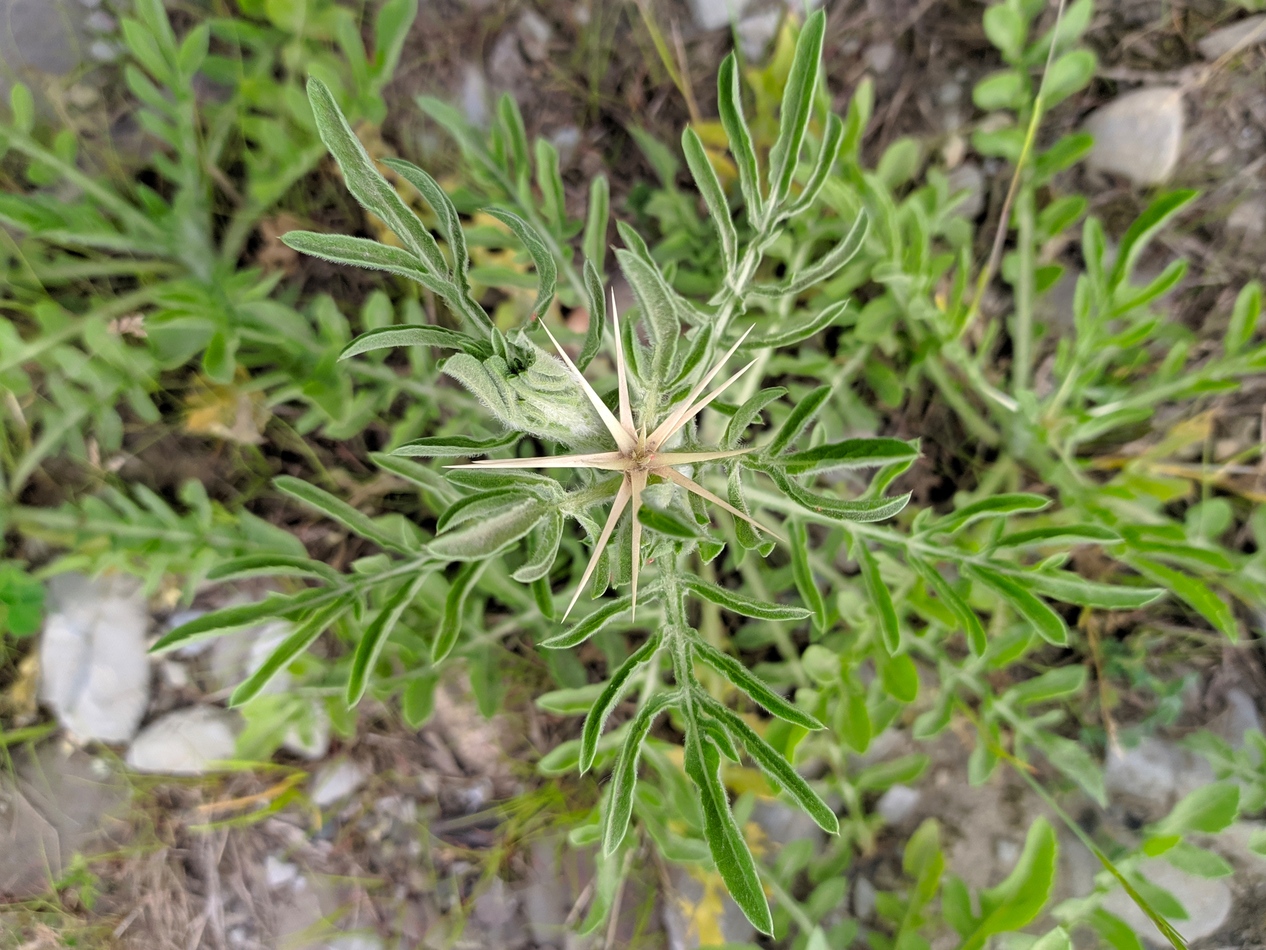 Image of Centaurea iberica specimen.