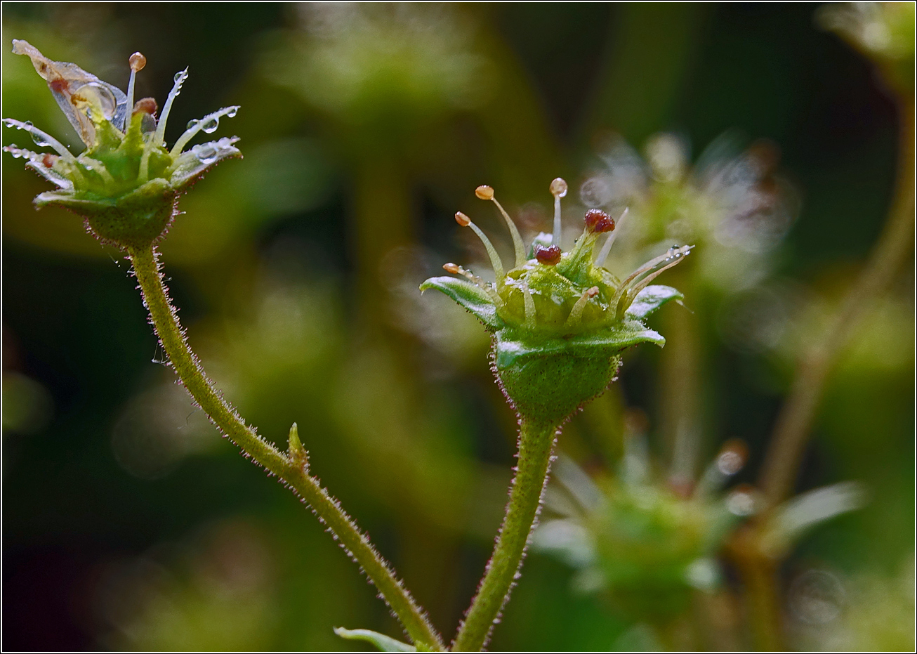 Изображение особи Saxifraga &times; arendsii.