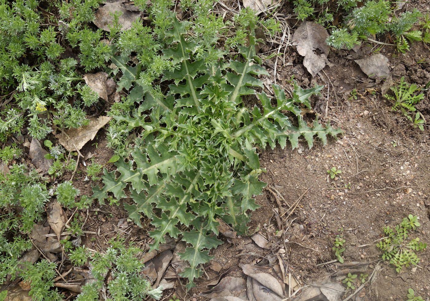 Image of genus Carduus specimen.