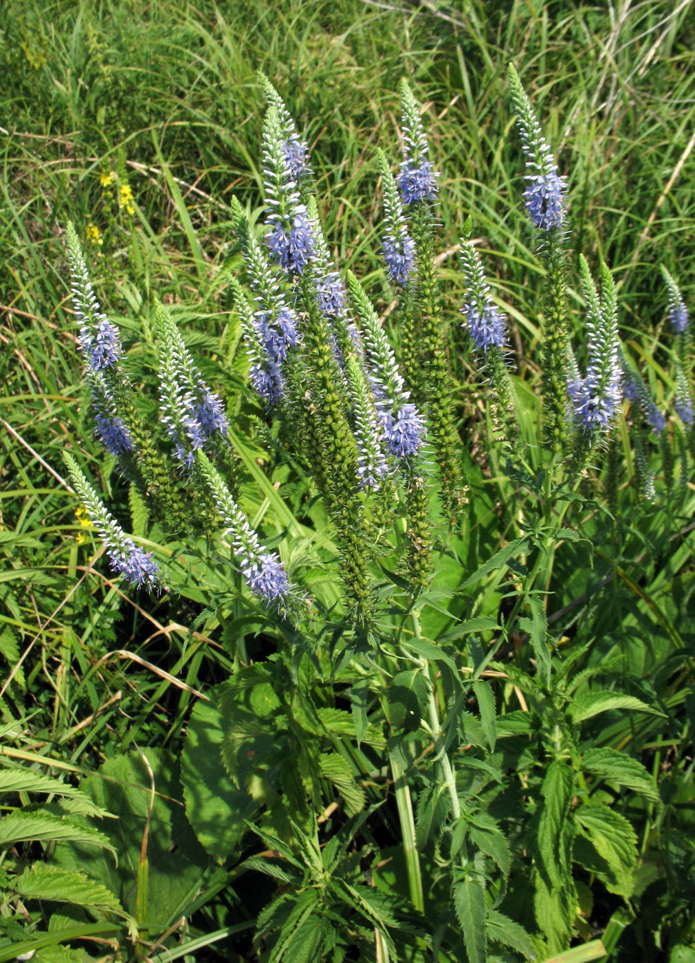 Image of Veronica spicata specimen.