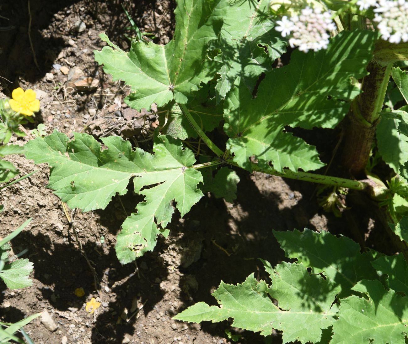 Изображение особи род Heracleum.