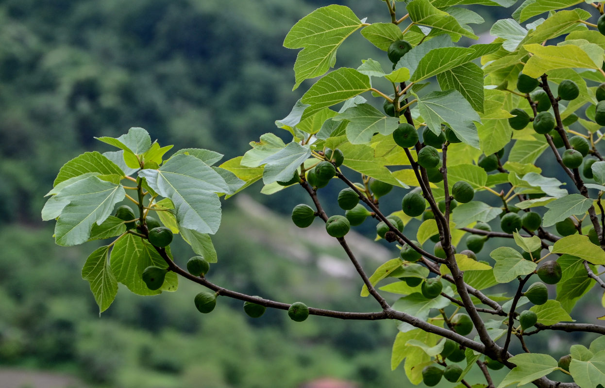 Изображение особи Ficus carica.