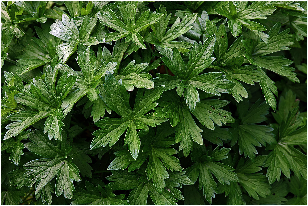 Image of Geranium palustre specimen.