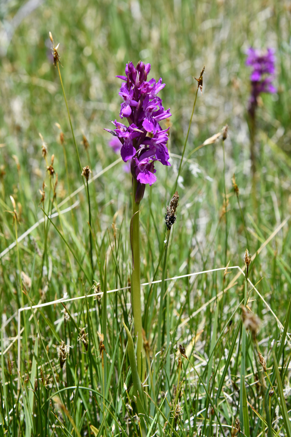 Image of Dactylorhiza umbrosa specimen.