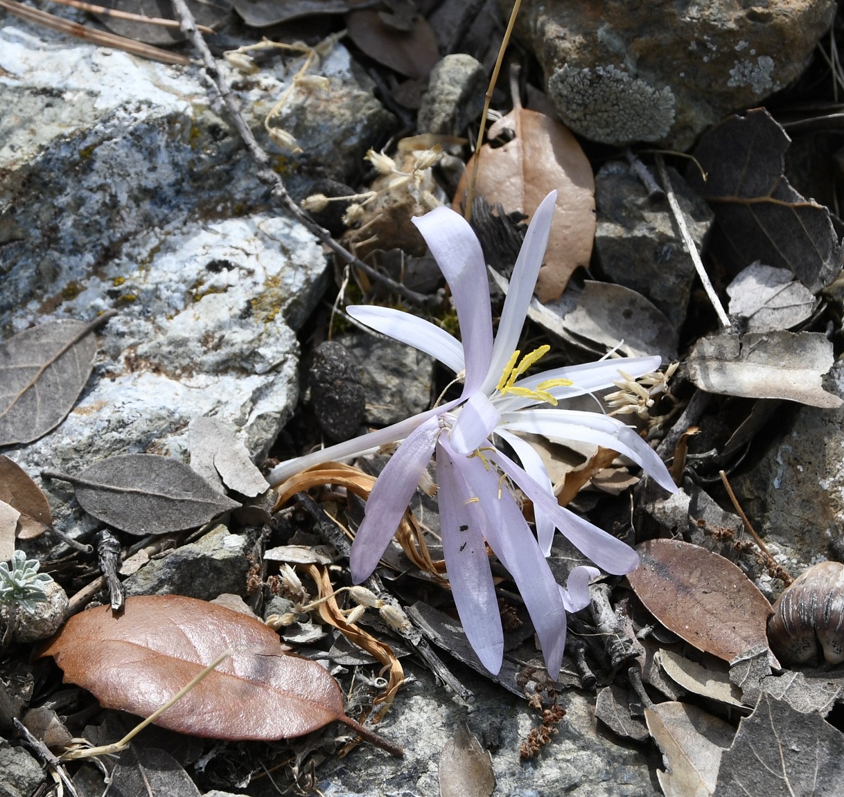 Image of Colchicum troodi specimen.