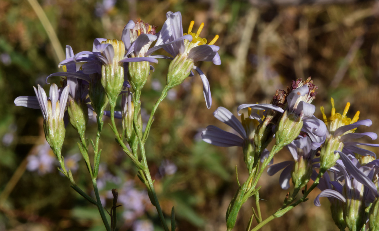 Изображение особи Galatella coriacea.