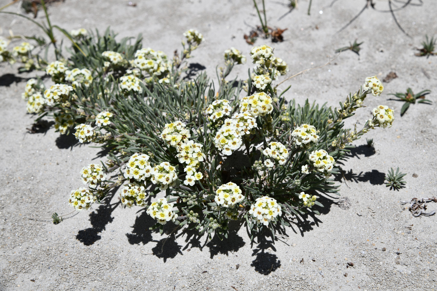 Image of familia Brassicaceae specimen.