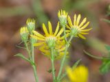 Senecio grandidentatus. Верхушка растения с соцветиями. Краснодарский край, Крымский р-н, станица Неберджаевская, приусадебный участок, сорное. 17.11.2024.