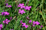 Dianthus fischeri. Верхушки побегов с цветками. Московская обл., Одинцовский гор. округ, окр. г. Звенигород, луг. 18.08.2024.