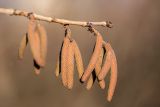 Corylus colurna