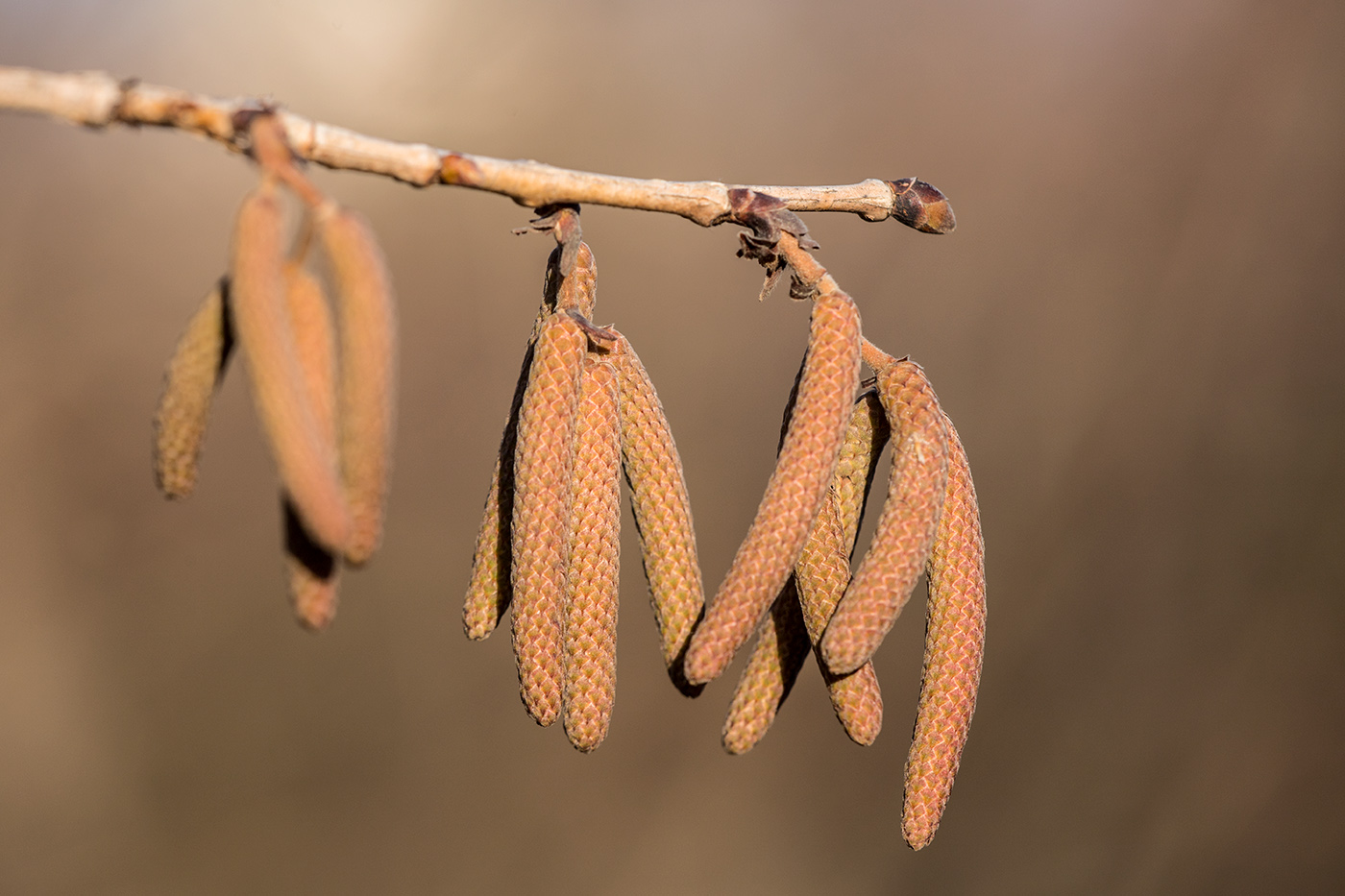 Изображение особи Corylus colurna.