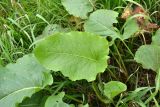 Rumex confertus