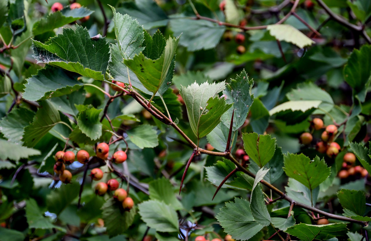 Image of genus Crataegus specimen.