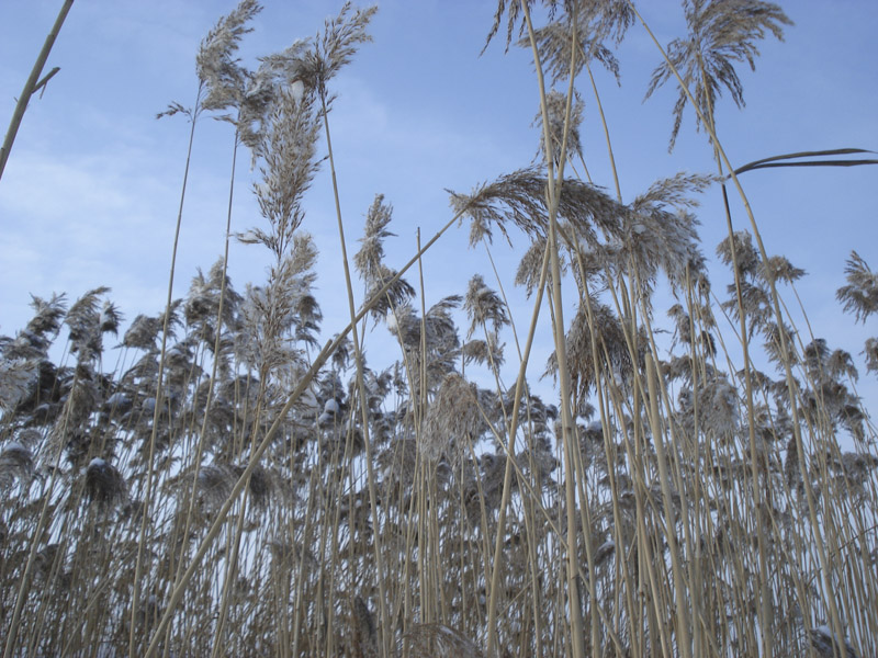 Изображение особи Phragmites australis.