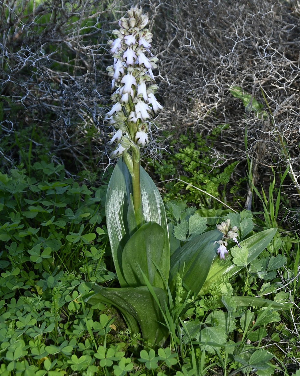 Изображение особи Himantoglossum robertianum.