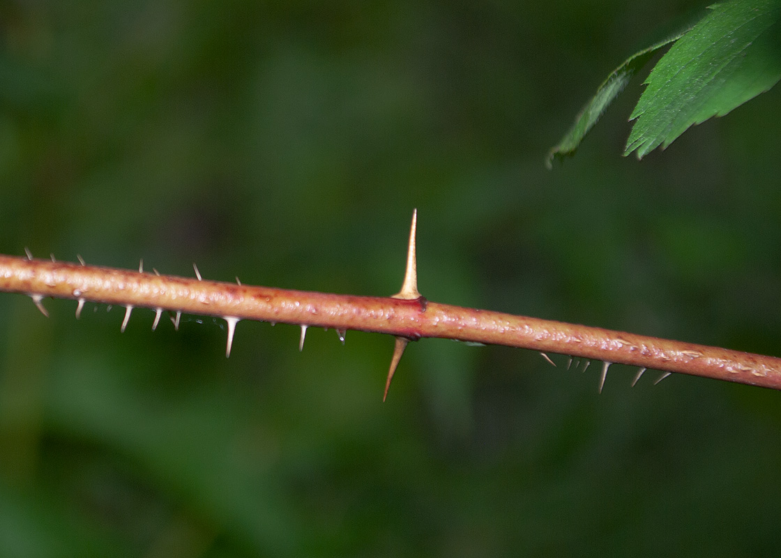 Image of Rosa amblyotis specimen.