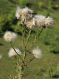 Cirsium vulgare. Верхушка плодоносящего растения. Псковская обл., окр. дер. Изборск, Труворово городище, верхняя часть склона, суходольный луг. 18.08.2024.