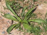 View full-size image Plantago lanceolata