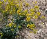 Смотреть изображение Isatis tinctoria