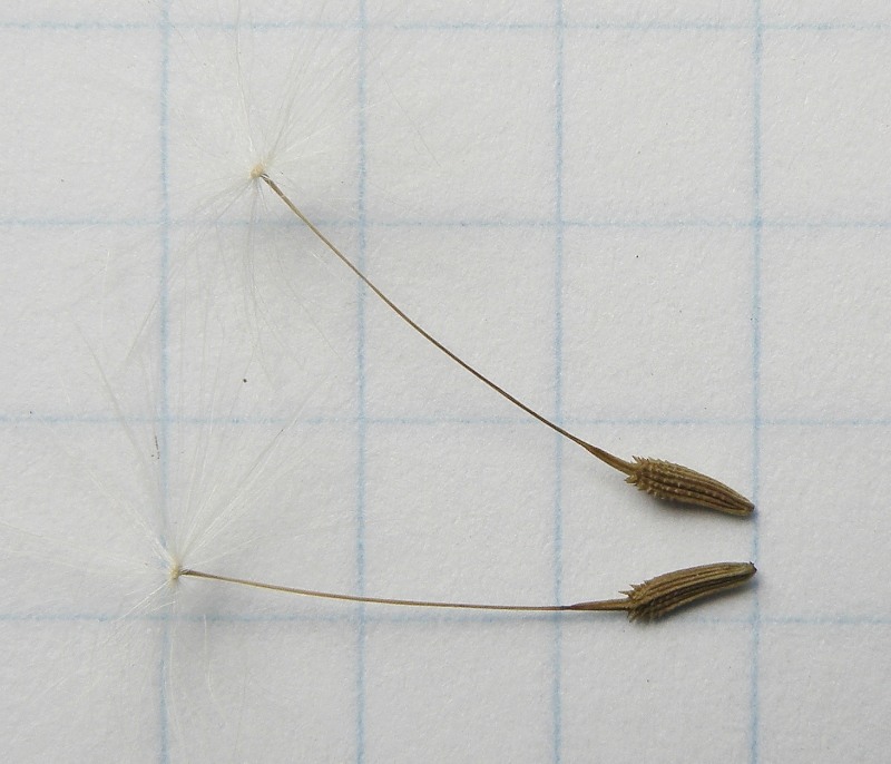 Image of genus Taraxacum specimen.