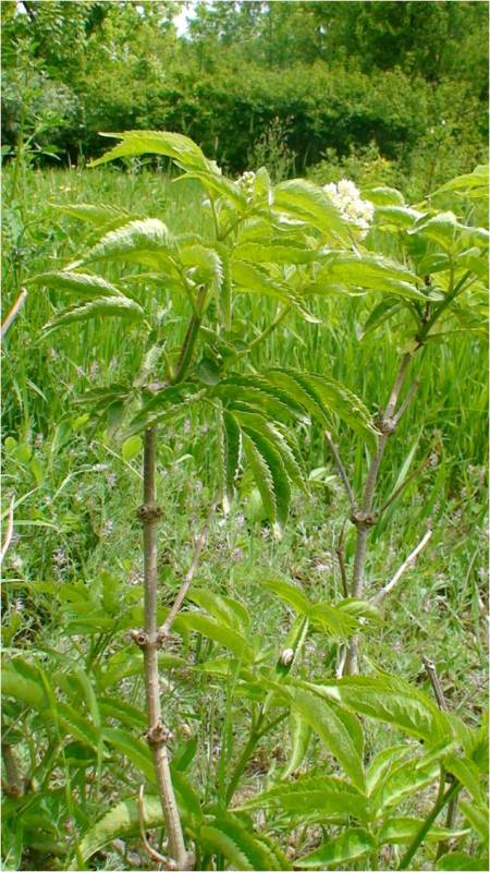 Image of Sambucus tigranii specimen.