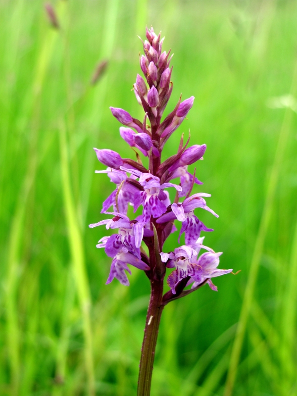 Image of Dactylorhiza fuchsii specimen.