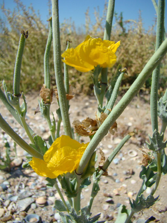 Image of Glaucium flavum specimen.