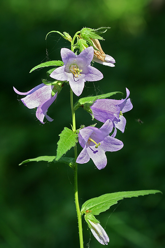 Image of Campanula trachelium specimen.