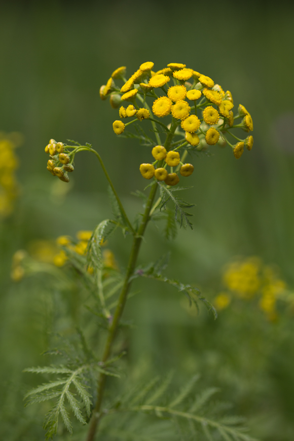 Image of Tanacetum vulgare specimen.