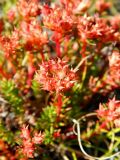 Rhodiola quadrifida