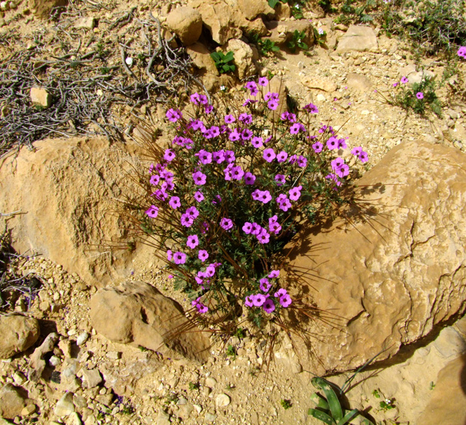 Image of Erodium crassifolium specimen.