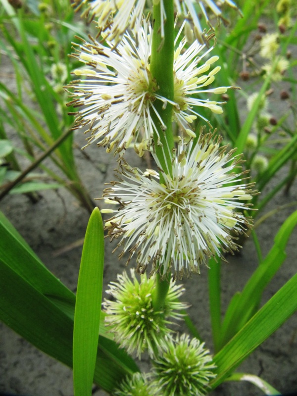 Image of Sparganium emersum specimen.