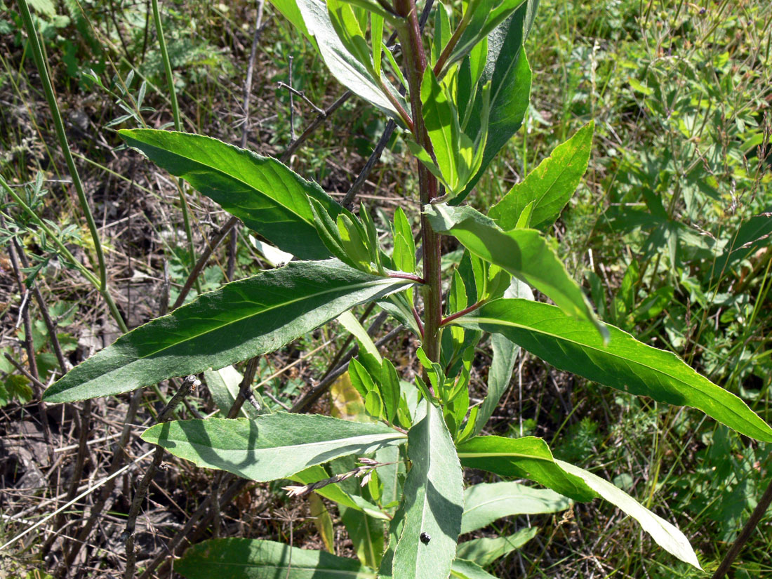 Image of Cirsium setosum specimen.