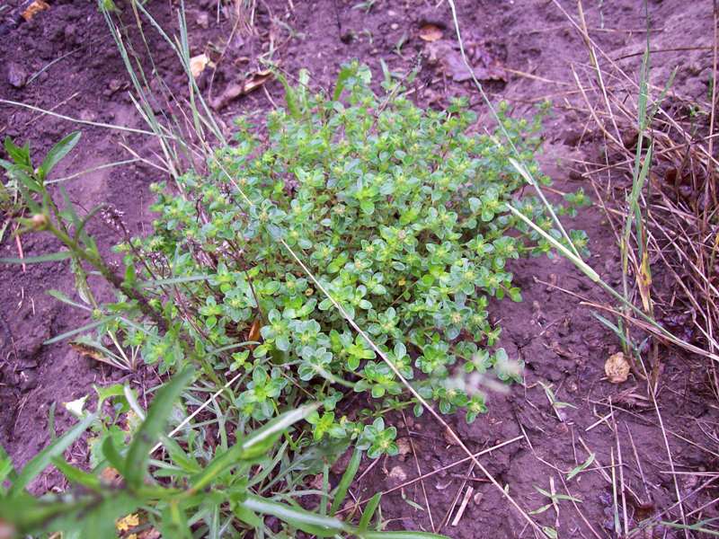 Image of Thymus ovatus specimen.