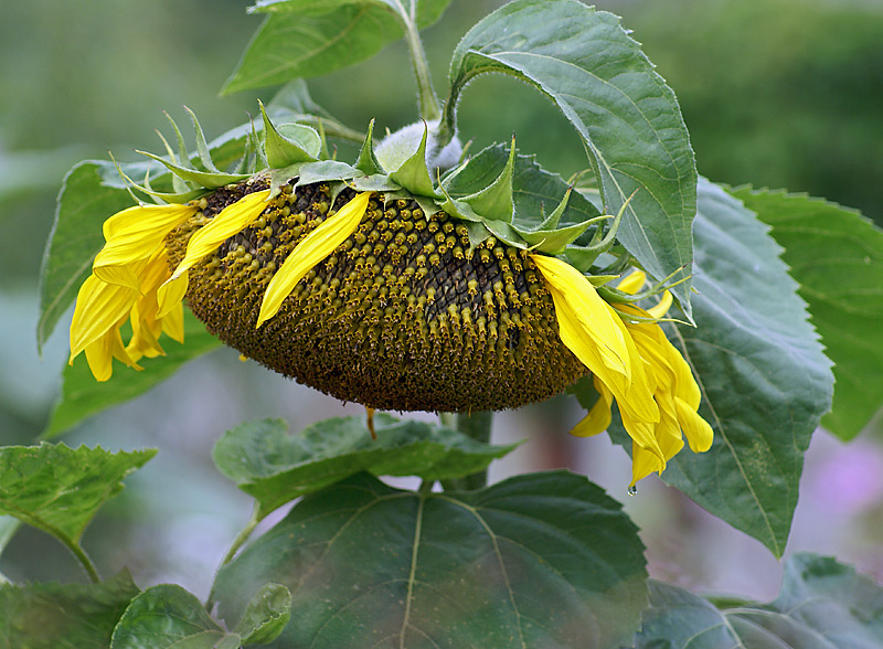 Image of Helianthus annuus specimen.