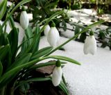 Galanthus plicatus