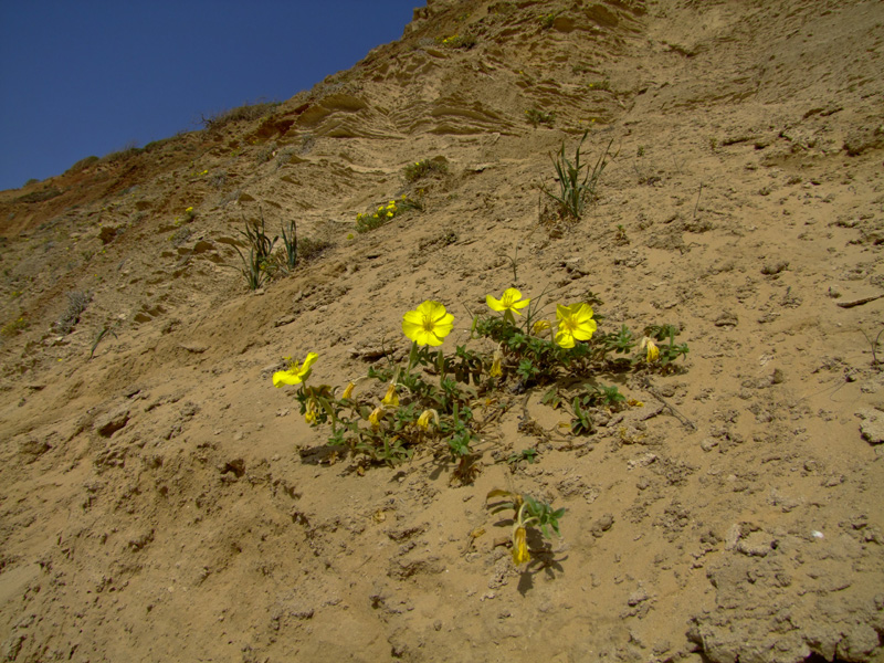 Image of Oenothera drummondii specimen.