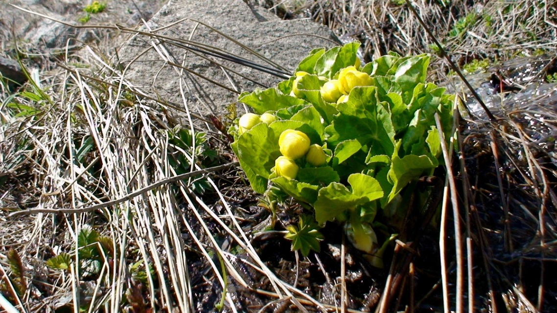 Image of Caltha polypetala specimen.